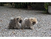 Cachorros de Pomerania en Murcia