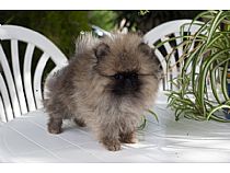 Cachorros de Pomerania en Murcia