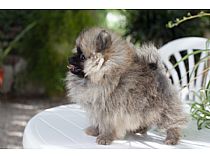 Cachorros de Pomerania en Murcia