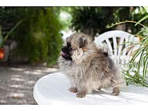 Cachorros de Pomerania en Murcia