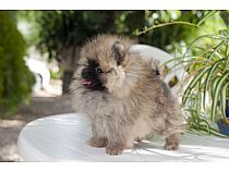 Cachorros de Pomerania en Murcia