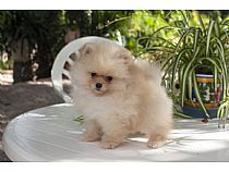 Cachorros de Pomerania en Murcia