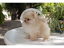 Cachorros de Pomerania en Murcia