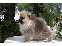 Cachorros de Pomerania en Murcia
