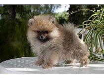 Cachorros de Pomerania en Murcia