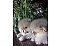 Cachorros de Pomerania en Murcia