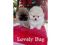Cachorros de Pomerania en Murcia