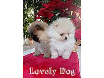 Cachorros de Pomerania en Murcia