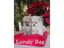 Cachorros de Pomerania en Murcia