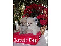 Cachorros de Pomerania en Murcia