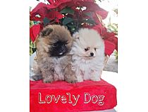 Cachorros de Pomerania en Murcia