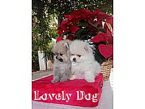 Cachorros de Pomerania en Murcia
