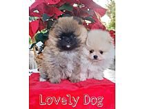 Cachorros de Pomerania en Murcia