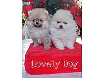 Cachorros de Pomerania en Murcia