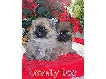 Cachorros de Pomerania en Murcia