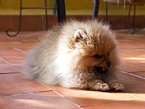 Cachorro de Pomerania en Murcia