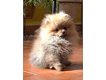 Cachorro de Pomerania en Murcia