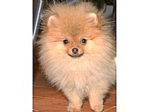 Cachorro de Pomerania en Murcia