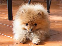 Cachorro de Pomerania en Murcia