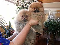 Cachorros Pomerania Murcia