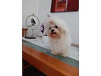 Cachorros Bichón Maltés - Foto 6