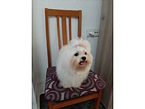 Cachorros Bichón Maltés - Foto 7