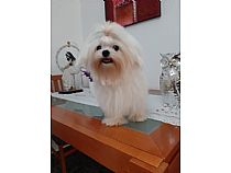 Cachorros Bichón Maltés - Foto 10