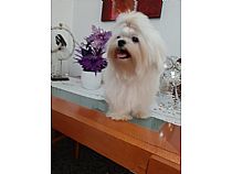Cachorros Bichón Maltés - Foto 11