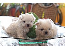 Cachorros de bichón maltés macho en Murcia