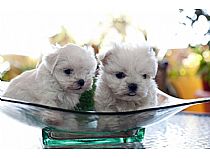 Cachorros de bichón maltés macho en Murcia