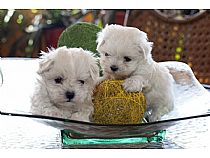 Cachorros de bichón maltés hembra en Murcia