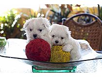 Cachorros de bichón maltés hembra en Murcia