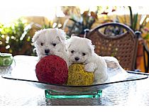 Cachorros de bichón maltés hembra en Murcia