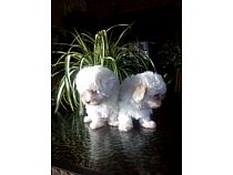 Cachorros de Bichón Maltés en Murcia