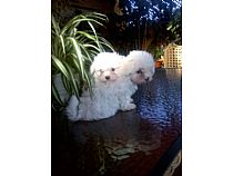 Cachorros de Bichón Maltés en Murcia