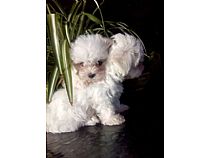 Cachorros de Bichón Maltés en Murcia