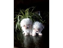 Cachorros de Bichón Maltés en Murcia