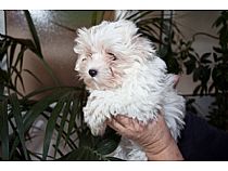 Cachorros de bichón maltés hembra en Murcia