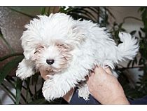 Cachorros de bichón maltés hembra en Murcia