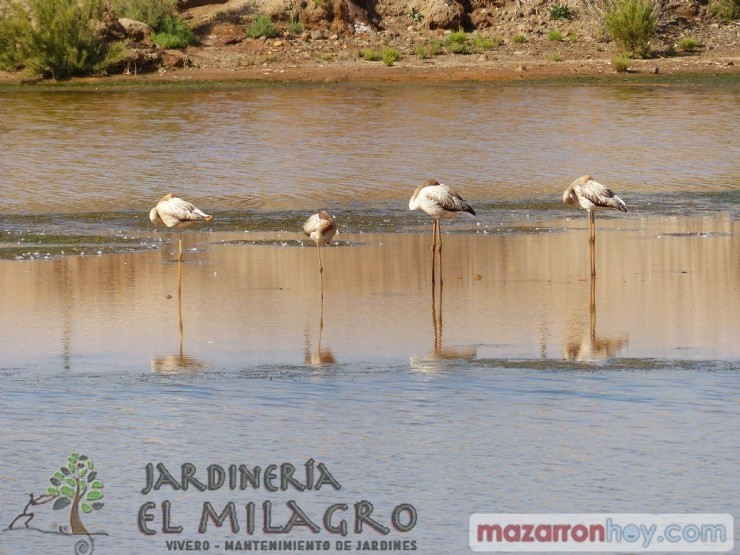 El Club Senderista Amigos de la Naturaleza celebra el Día Mundial de las Aves en las Graveras de Las Moreras