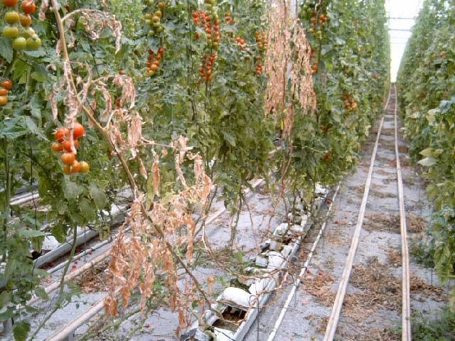 Agricultura analiza los resultados de los ensayos realizados en invernaderos de tomate y pepino en Mazarrón para la desinfección de suelos