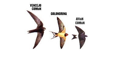 SEO/BirdLife recuerda que es ilegal destruir nidos de golondrinas, aviones o vencejos