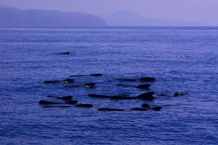 ANSE, cetáceos en la bahía de Mazarrón