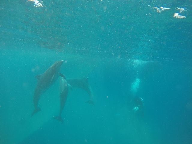Liberados tres delfines mulares de la almadraba de La Azohía
