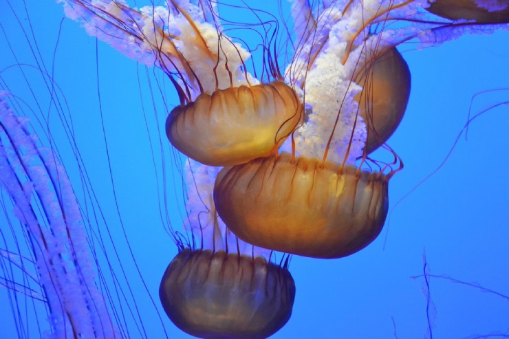 Salud recuerda que las picaduras de medusa son leves en la mayoría de los casos
