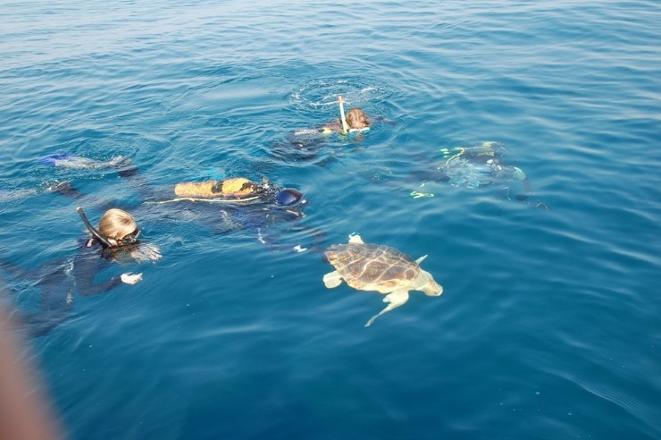 Una campaña de sensibilización explicará a bañistas y turistas cómo actuar si ven un intento de anidación de tortugas marinas