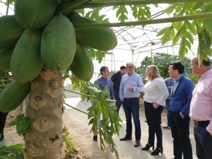 Mazarrón alberga la sede de la empresa líder de producción de papayas a nivel europeo