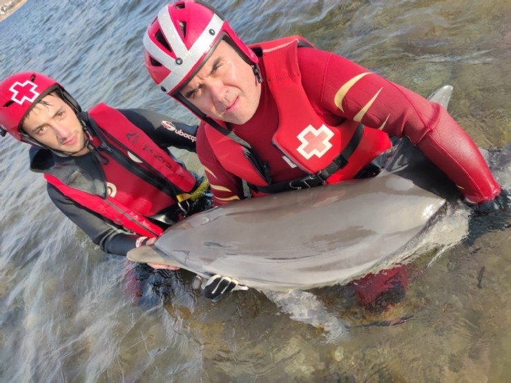 Rescatado un delfín en Puerto de Mazarrón