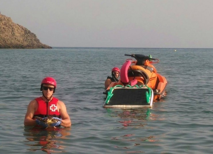 El equipo de vigilancia en las playas del municipio rescató un ejemplar de tortuga marina