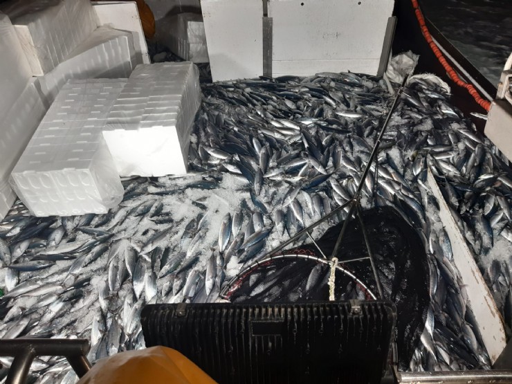 Más de 20.000 kilos de bonito inundan la lonja de Puerto de Mazarrón
